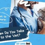 How Often Do You Take a Cat to the Vet