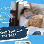 How To Keep Your Cat Off The Bed