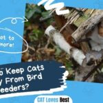 How to Keep Cats Away From Bird Feeders