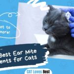 The 11 Best Ear Mite Treatments for Cats