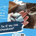 What to Do If My Cat Ate Chocolate