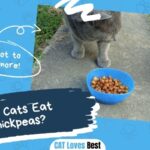 Can Cats Eat Chickpeas