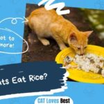 Can Cats Eat Rice