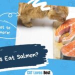 Can Cats Eat Salmon