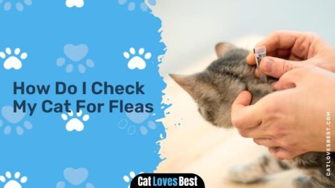 How Did My Indoor Cat Get Fleas? Let’s Find Out!