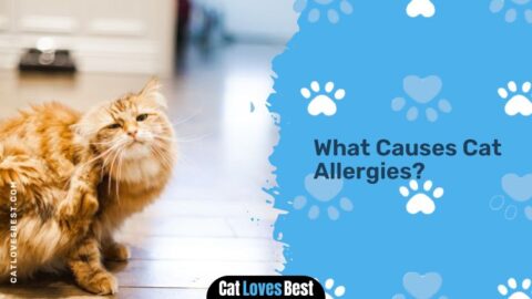 Are Maine Coon Cats Hypoallergenic? Let’s Find Out!