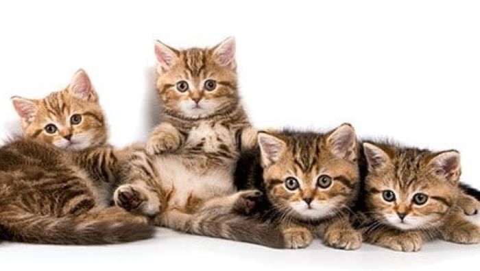 Do Male Cats Kill Kittens? Potential Risks and Precautions