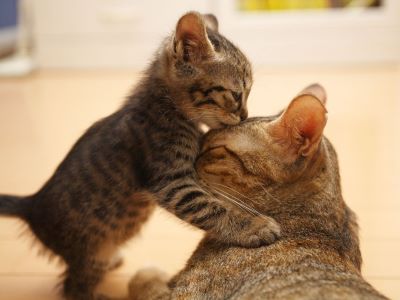 affection between mother cat and kitten