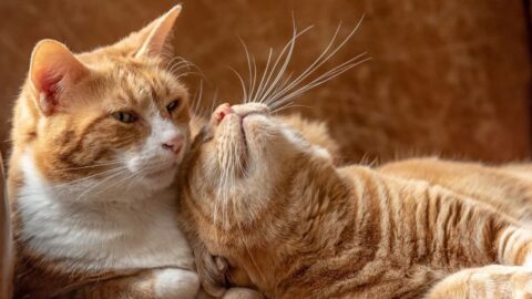 How Do Cats Mate? Celebrating Love