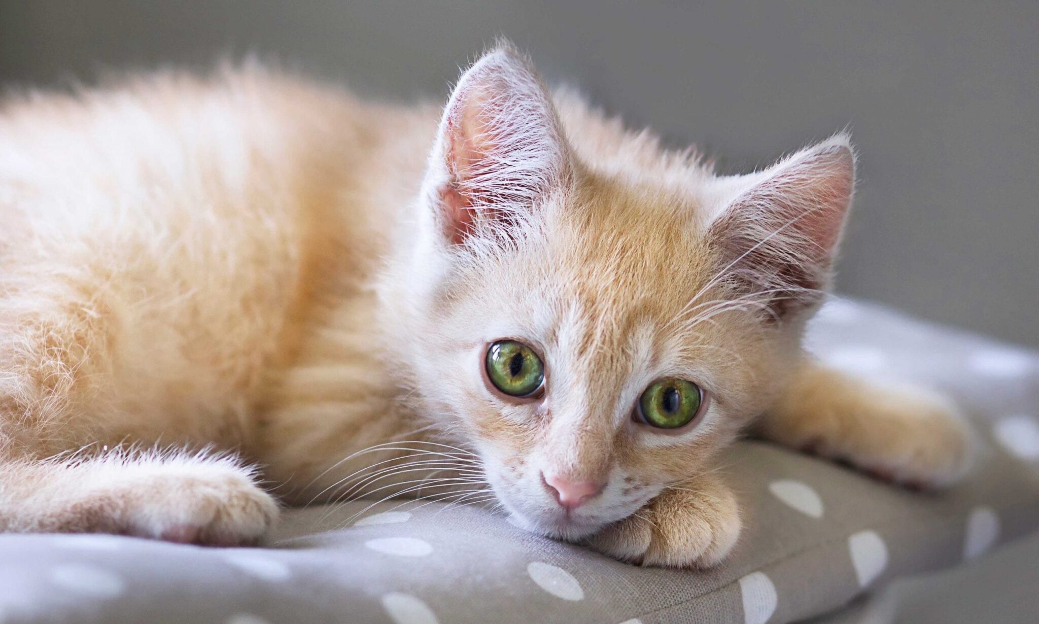 home-remedies-for-diarrhea-in-cats